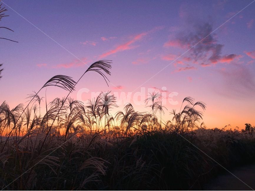 plant,식물,grass,lawn,잔디,reed,갈대