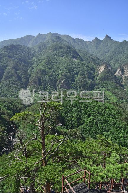A national park,pine tree,Oeseorak,deck,stairs,Northwest Ridge,healing,mountain,high mountain,record,Korean natural scenery,season,ridge,Gosanjunbong Peak,Mt Seolark,nature,tree,mountain range,hiking trail,peaks,fresh green,outdoor,environment,outdoors,ba