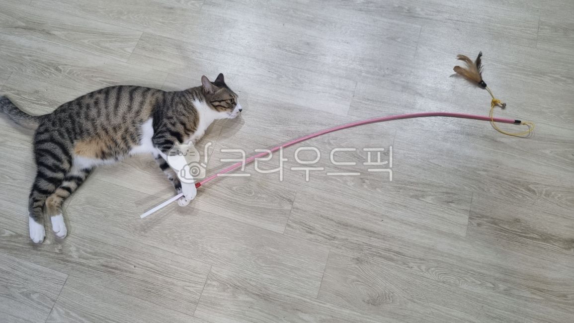 고양이낚시,고양이,동물,pet,animal,애완동물