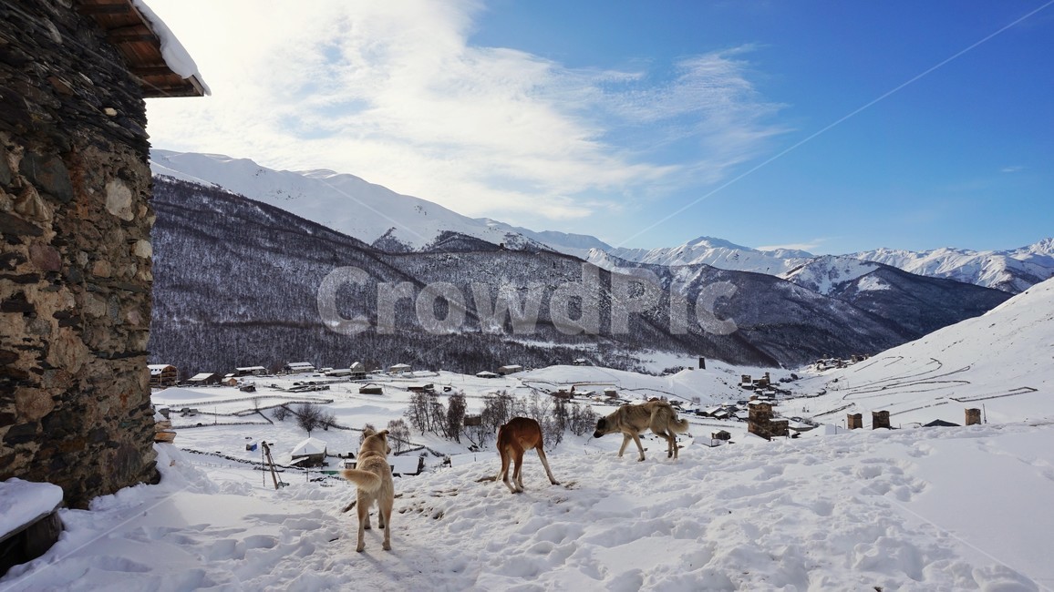 겨울,설경,눈,마을풍경,개,하늘,구름,겨울,계절,winter,season,자연,풍경,nature,landscape,동물,animal,포유류,mammal,개,강아지,dog,doggy