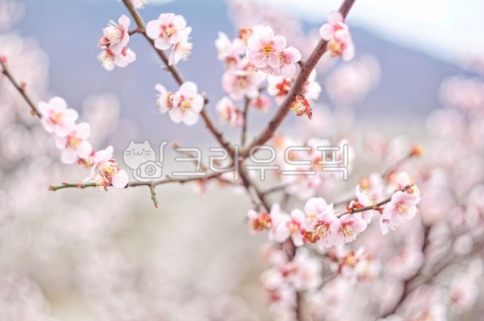 spring,Plum Village,Plum Festival,korea,Gwangyang Plum Village,Gwangyang,bokeh,plum blossom,flower Festival,out of focus,flower viewing
