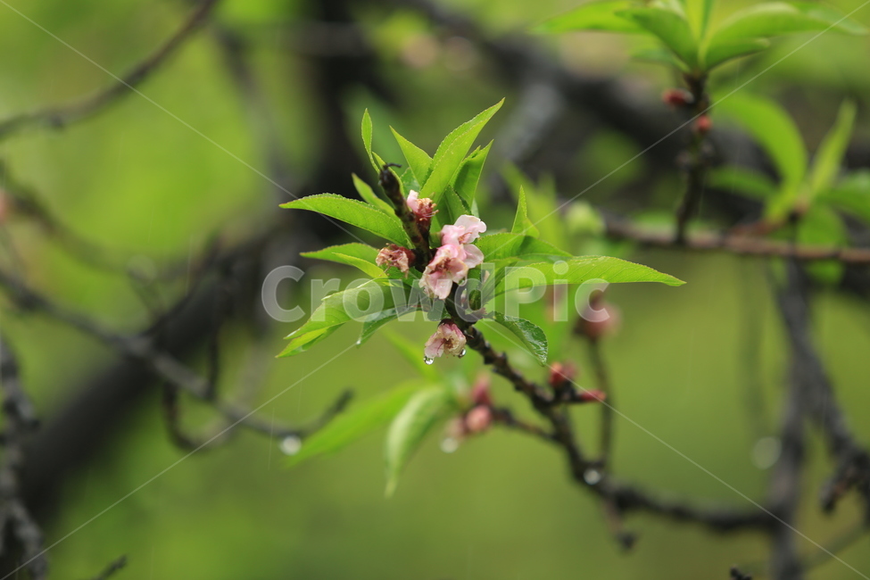 봄비,빗방울,풋풋함,연두,산뜻함,나뭇잎,시원함,봄,식물,자연,plants,nature,꽃,flower