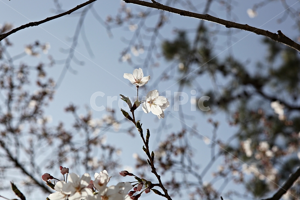 벗꽃,벗나무,꽃,봄꽃,벗꽃잎,꽃잎,식물,자연,공원,식물,자연,plants,nature,꽃,flower