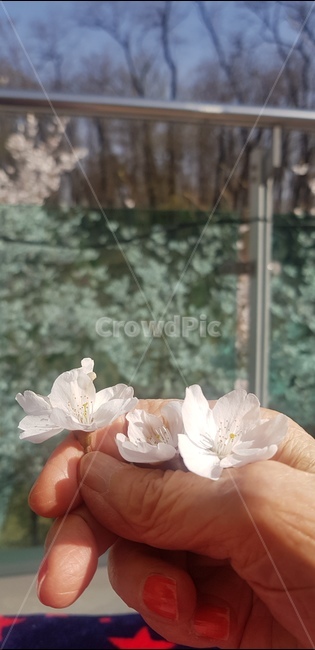 노인손,할머니,벚꽃,봄,주름진손,노인,spring,hand