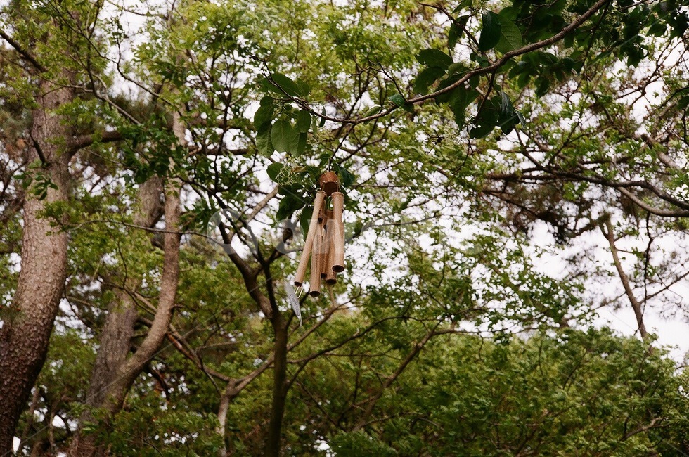 숲,나무,여름,햇빛,tree,forest,summer