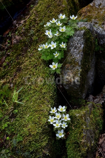 모데미풀,봄,야생화,꽃,청태산,강원도,봄꽃,고산야생화,감성,wildflower,산꽃,봄야생화,계곡,이끼,꽃말,슬픈추억,아쉬움,MegaleranthissaniculifoliaOhwi,금매화아재비,운봉금매화,식물,자연,식생,생태,식물,자연,plants,nature,꽃,flower