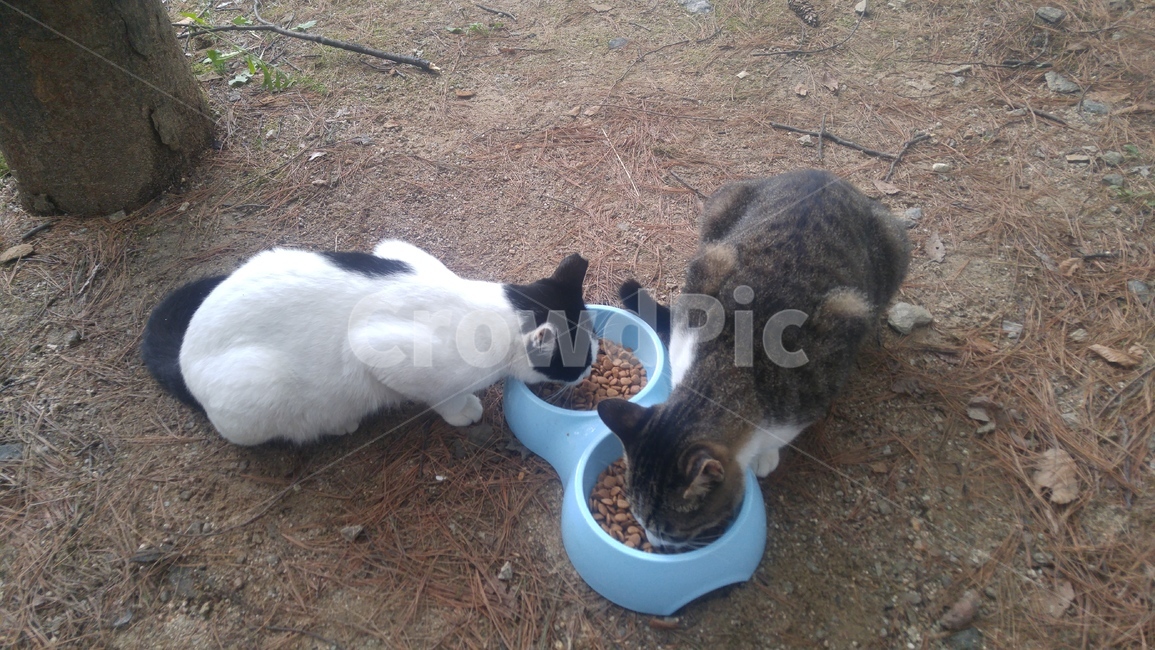 고양이,길고양이,아기고양이,동물,들고양이,동물,animal,포유류,mammal,고양이,cat,kitten,kitty