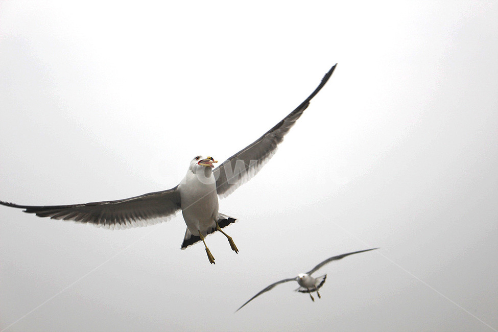 animal,동물,bird,새,flying,나는,갈매기,seagull,바닷가,동물,animal,조류,새,birds