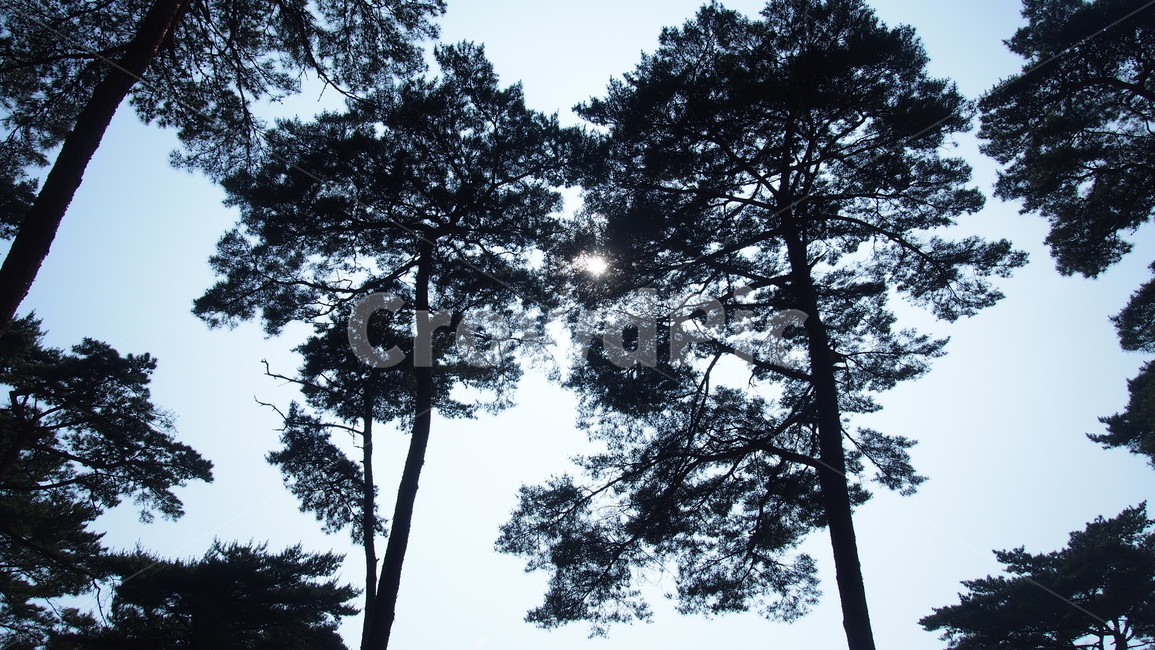 안면도,나무,하늘,소나무,청량함,태양,여름,자연,풍경,nature,landscape,식물,plants,나무,trees,wood,tree,plant
