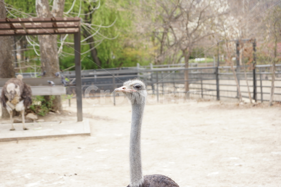 타조,타조얼굴,동물,동물원,짐승,조류,새,동물,animal,조류,새,birds