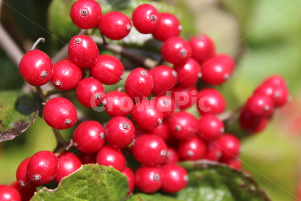 plant,식물,fruit,red,열매,식물,자연,plants,nature,과일,열매,fruit