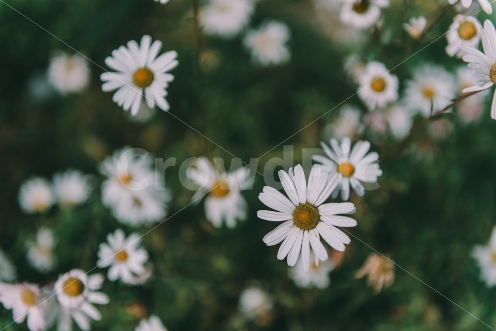 구절초,꽃,가을,꽃말,flower,식물,자연,plants,nature,꽃,flower