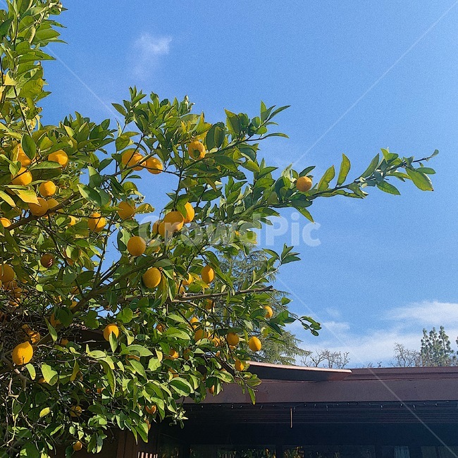 레몬트리,레몬나무,하늘,lemontree,lemon,자연,나무