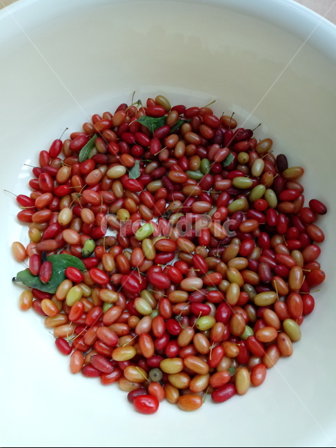 산슈유,열매,과일,식물,층층나무과,과일,열매,fruit