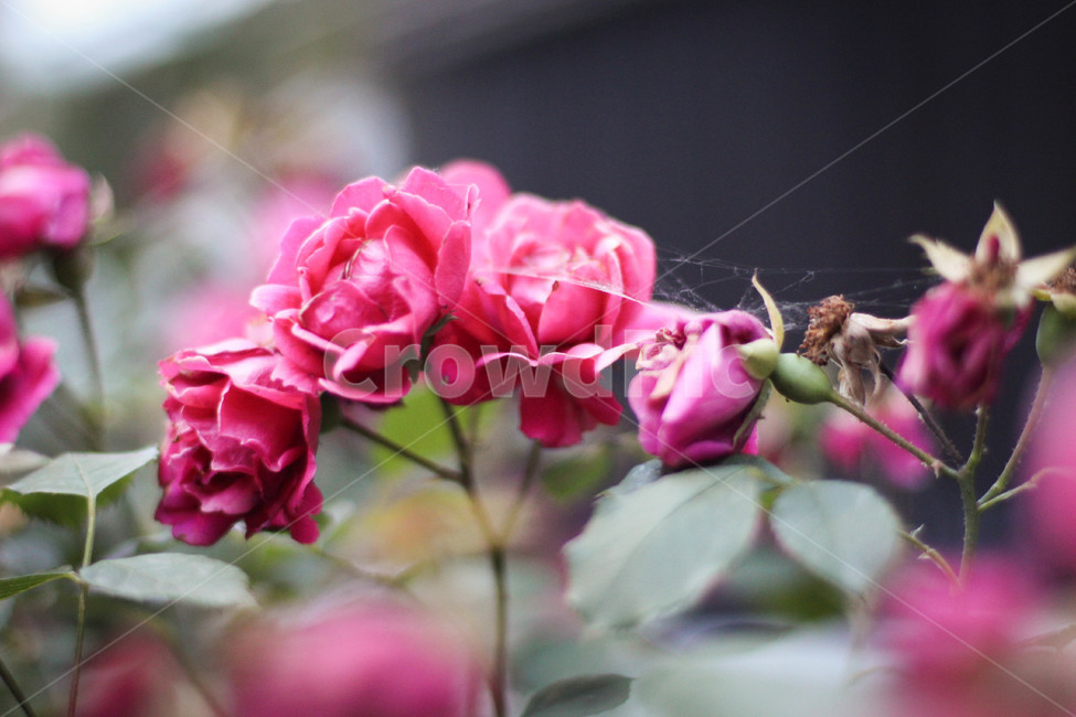 장미,여름,감성사진,빨간장미,자연,식물,자연,plants,nature,꽃,flower