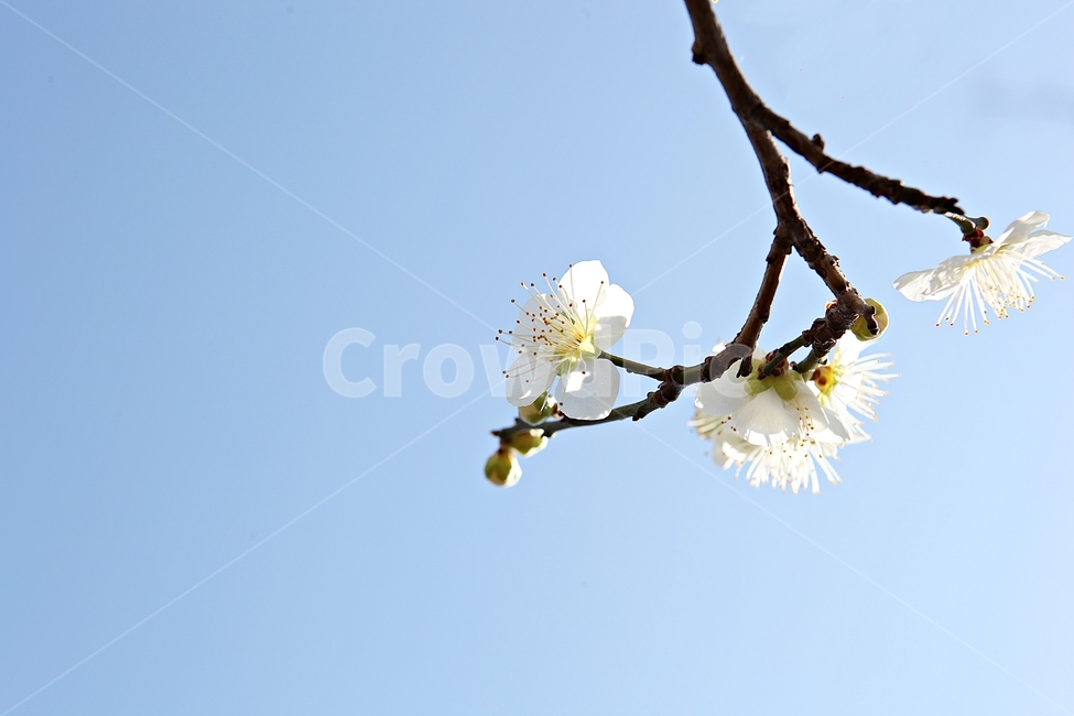 매화곷,매화,꽃,꽃잎,봄꽃,봄,식물,자연,공원,식물,자연,plants,nature,꽃,flower