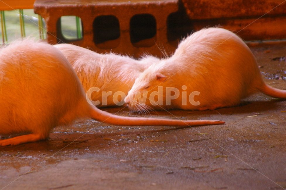 동물,animal,rodent,설치류,기니피그,동물,animal,포유류,mammal