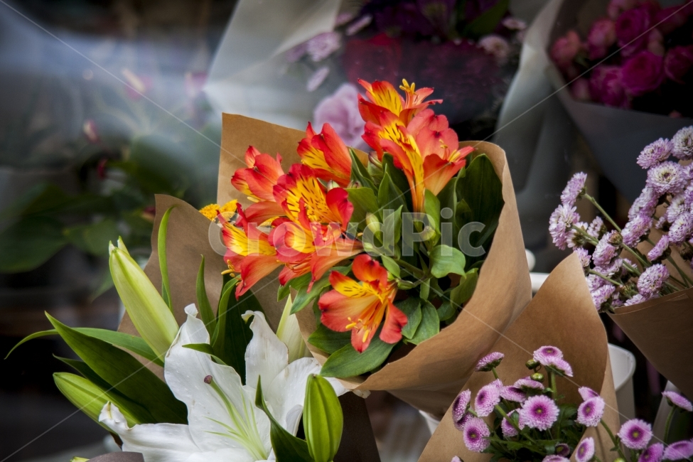 꽃,꽃다발,꽃집,고백,빨간꽃,연인,프러포즈,식물,자연,plants,nature,꽃,flower,기념일,축하,anniversary,congratulation,celebrate,celebration