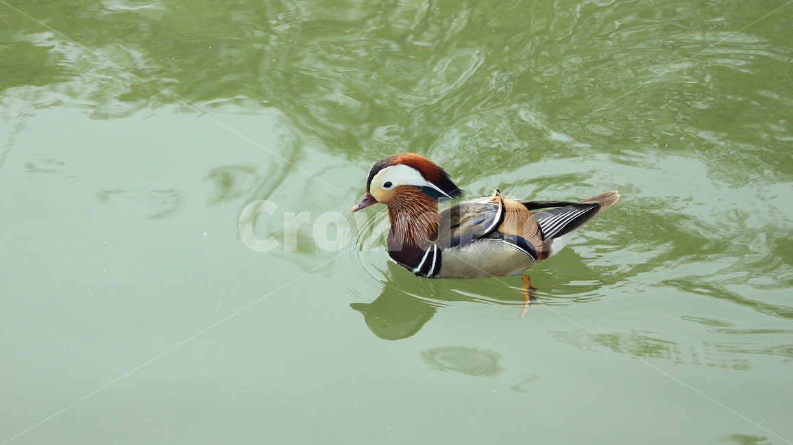 원앙,수컷원앙,천연기념물,새,호수,동물,animal,조류,새,birds