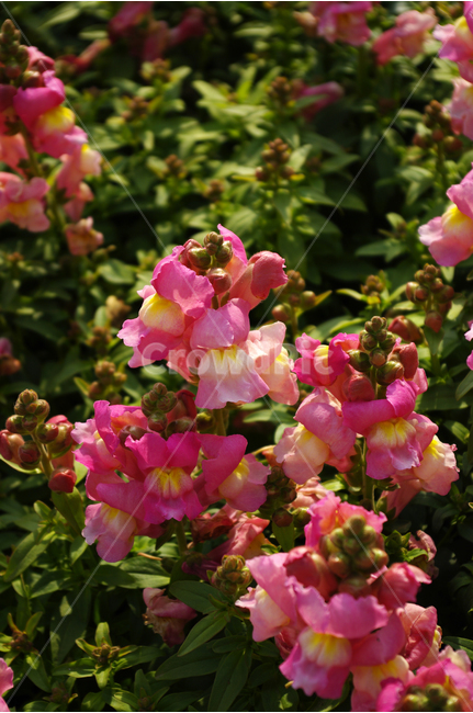 금어초,식물,flower,plants,꽃,꽃봉오리,color,축제,festival,식물,자연,plants,nature,꽃,flower