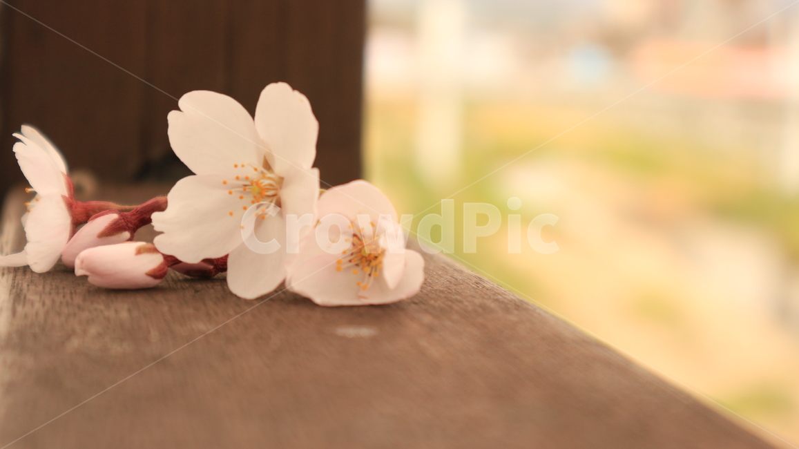 꽃,벚꽃,봄,벚꽃놀이,꽃잎,blossom,cherryblossom,flower,plant,spring,april
