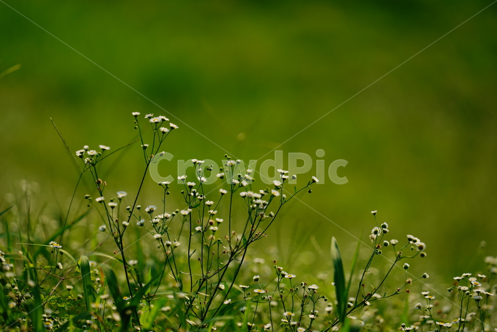 풀,잎,자연,생물,생명,plant,식물,식물,자연,plants,nature