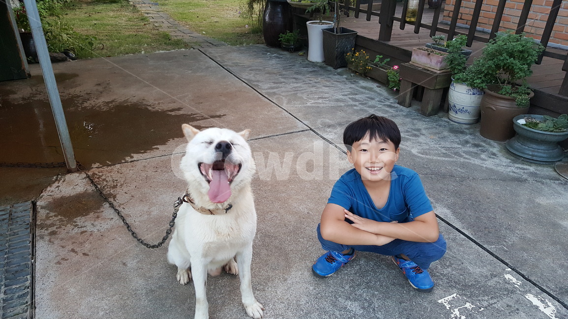 반려견,진돗개,가족,사랑,강아지,어린이,동물,animal,포유류,mammal,개,강아지,dog,doggy,사람,인물,인간,human,person,어린이,어린아이,child,children,kid