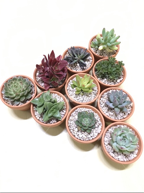 식물,다육식물,사막식물,꽃,다육이,식물,자연,plants,nature,실내용화초,화분,화초,house plant,누끼,remove background