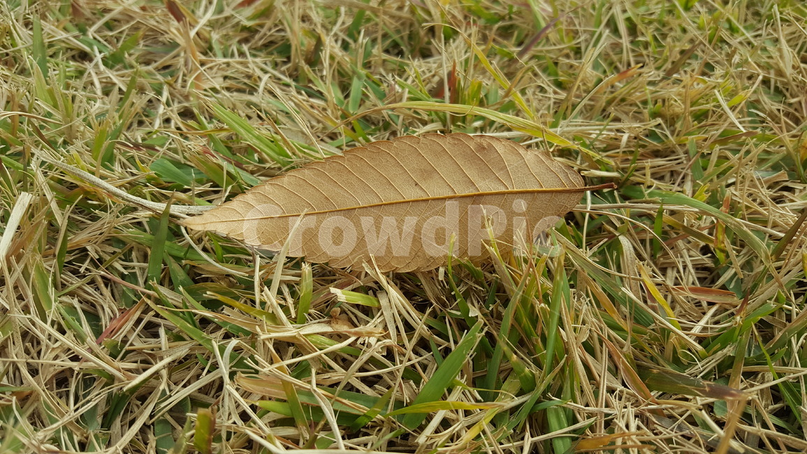 잔디,가을,나뭇잎,낙엽,단풍,자연,초원,가을,계절,fall,autumn,season,plant,식물,leaf,잎