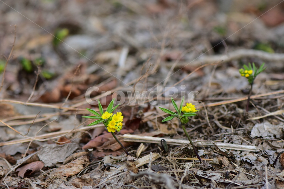 한계령풀,야생화,봄,꽃,풀꽃,자연,식물,식생,plants,nature,spring,season,flower