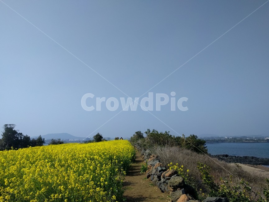 제주도,유채꽃,현무암,바다,산책,jejuisland,jeju,rapeflower,basalt,sea,walking