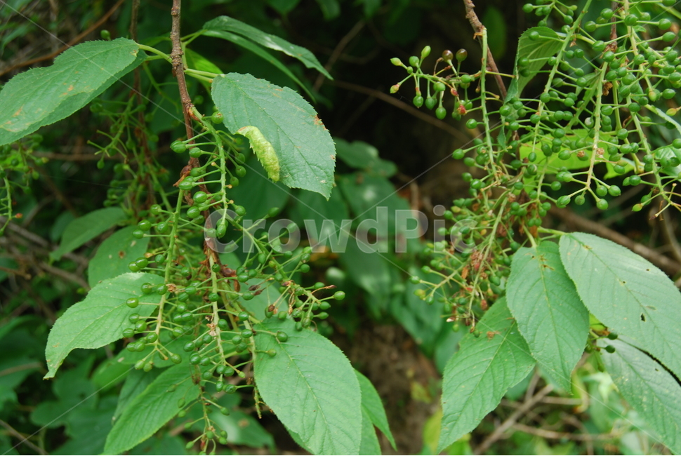 가리왕산,자연,봄,휴양림,들풀,식물,자연,plants,nature