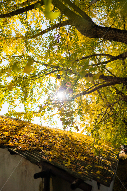 은행나무,단풍,가을,ginkgo,autumn,fall,tree,나무,plant,식물,가을,계절,fall,autumn,season,식물,자연,plants,nature,나무,trees,wood,flare,플레어,light,빛,sunlight,햇빛