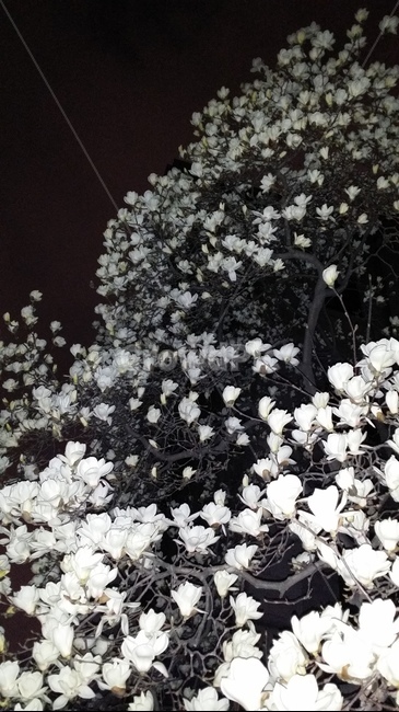 plant,식물,blossom,꽃,flower,목련,밤목련