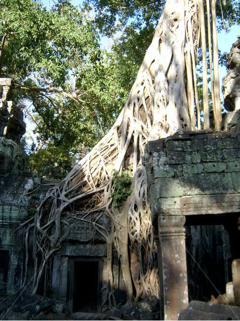 cambodia,캄보디아,앙코르와트,크메르,유적,유적지,뿌리,거대나무