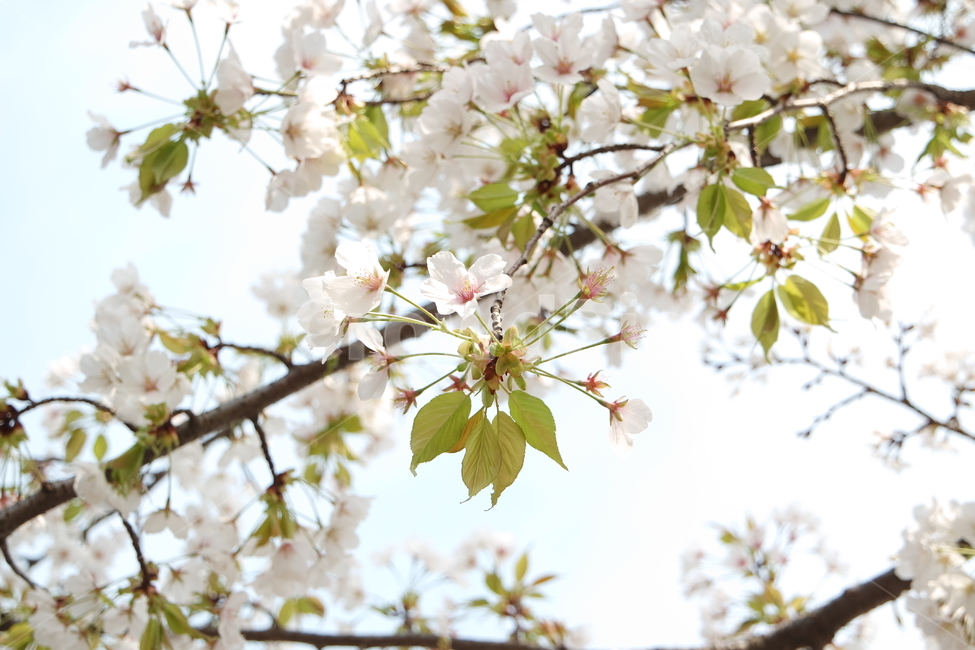 벚꽃,봄,꽃,식물,flower,cherryblossom,plant,나뭇가지,spring,따뜻함