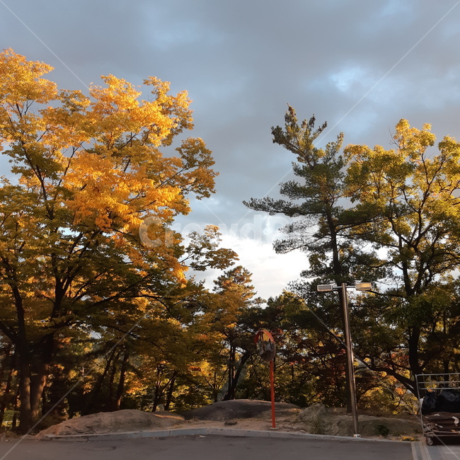 가을,흐린,구름,단풍,낙엽,나무,햇살,풍경,가을,계절,fall,autumn,season,자연,풍경,nature,landscape,tree,plant,식물