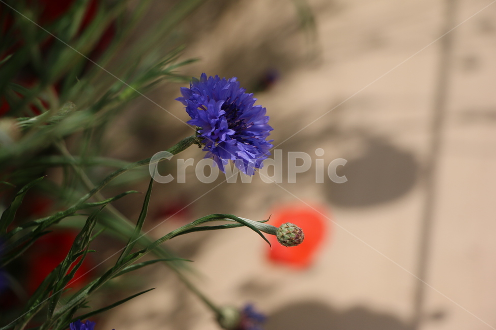 꽃,보라색꽃,야생화,잔디,자연,nautre,flower,풀,줄기,야외,grass,plant,식물,식물,자연,plants,nature,꽃,flower