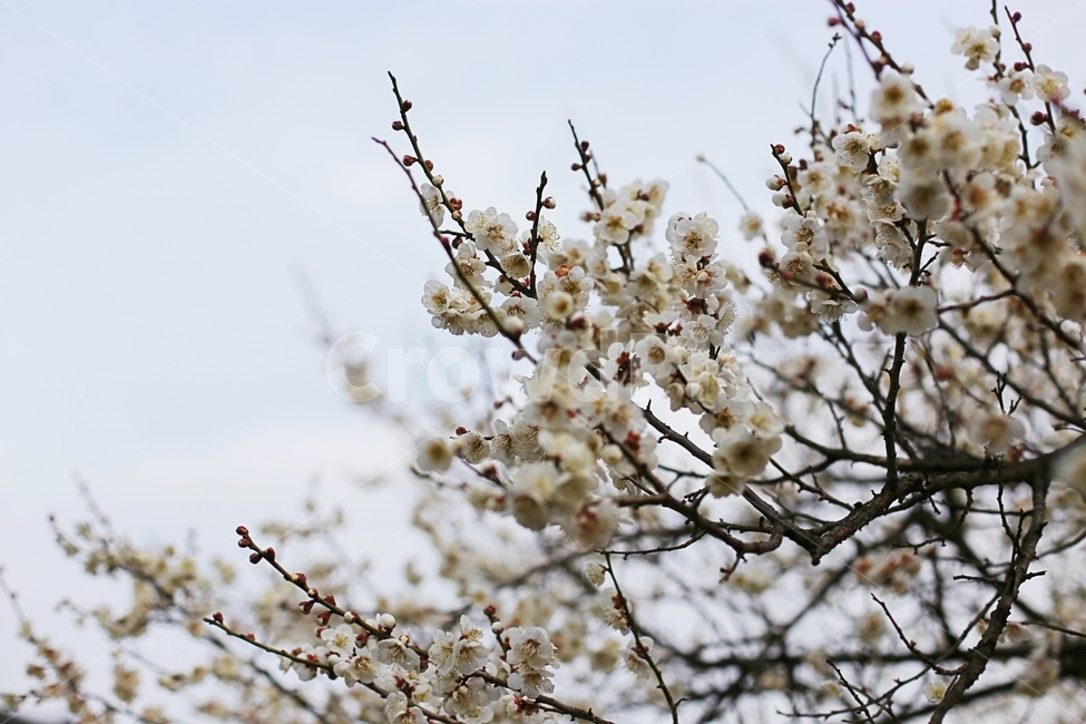매화,매화꽃,하동,봄,매화축제,봄,계절,spring,season,식물,자연,plants,nature,꽃,flower,plant,blossom