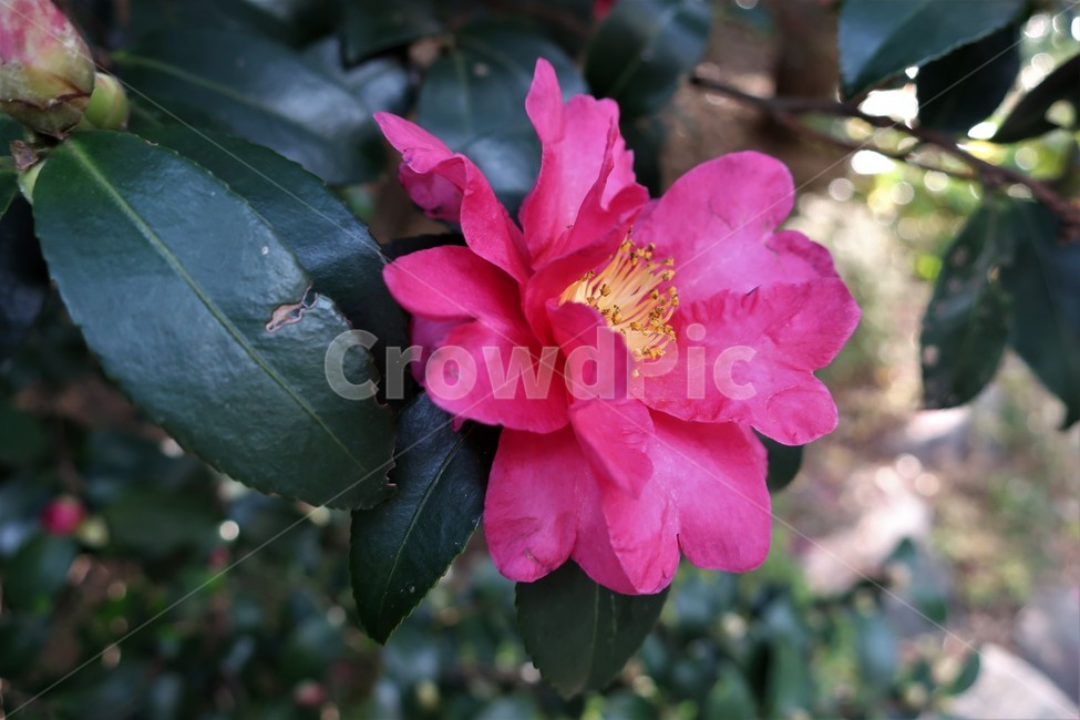동백섬,동백,동백꽃,동백나무,식물,겨울,꽃송이,빨강,식물,자연,plants,nature,꽃,flower