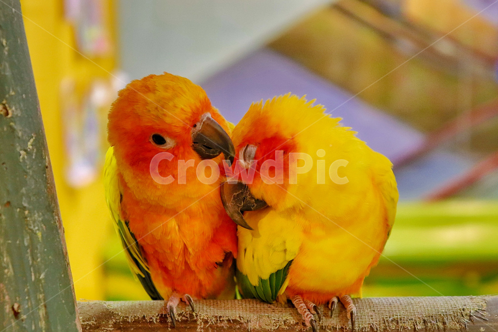새,앵무새,잉꼬,동물,조류,동물,animal,조류,새,birds