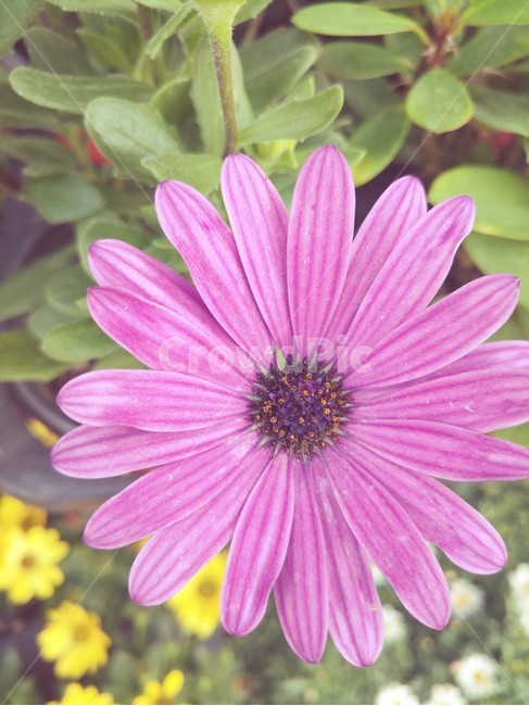 연보라,꽃,식물,여름,작은,식물,자연,plants,nature,꽃,flower