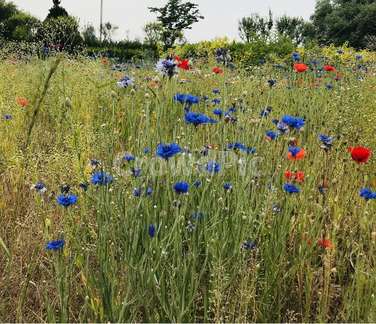 플라워,꽃,자연,flower,식물