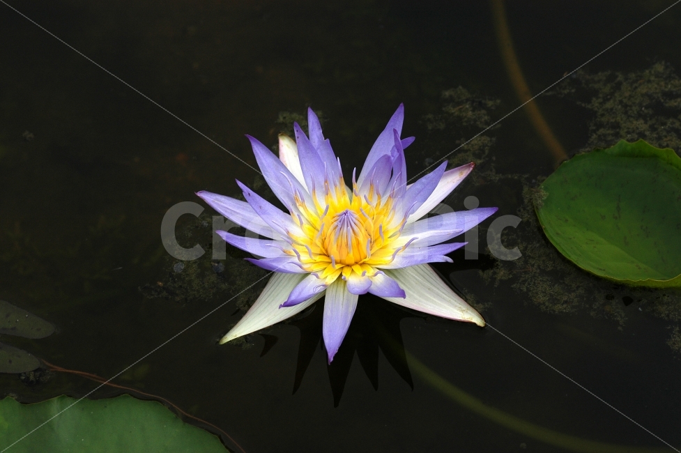 연꽃,수련,연잎,연못,꽃,플라워,식물,자연,한송이,꽃잎,식물,자연,plants,nature,꽃,flower