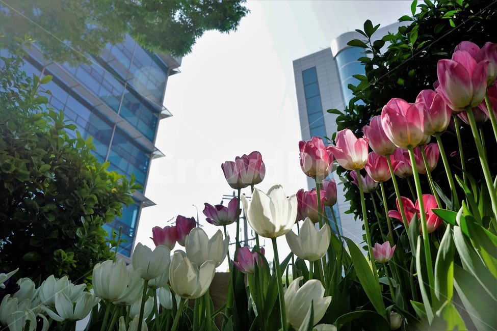 봄,봄꽃,화사함,자연,행복,힐링,bloom,colorful,floral,flower,gardenflowers,happymind,life,nature,plant,spring,식물,자연,plants,nature,꽃,flower