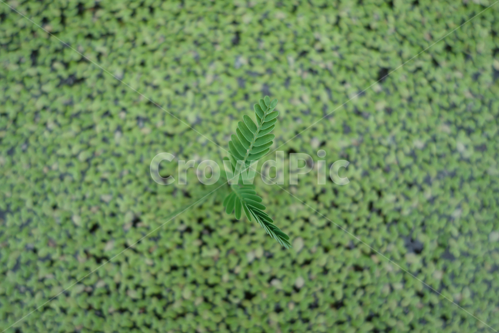 개구리밥,식물,녹색,자연,수생식물,식물,자연,plants,nature