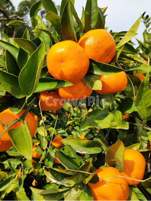 제주,귤,과일,주황색,식품,jeju,tangerine,fruit,orange,food,겨울,과일,열매,fruit
