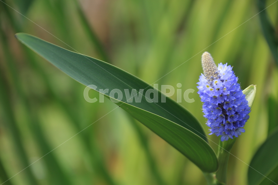 plant,식물,flower,꽃,lupin,blossom,식물,자연,plants,nature,꽃,flower