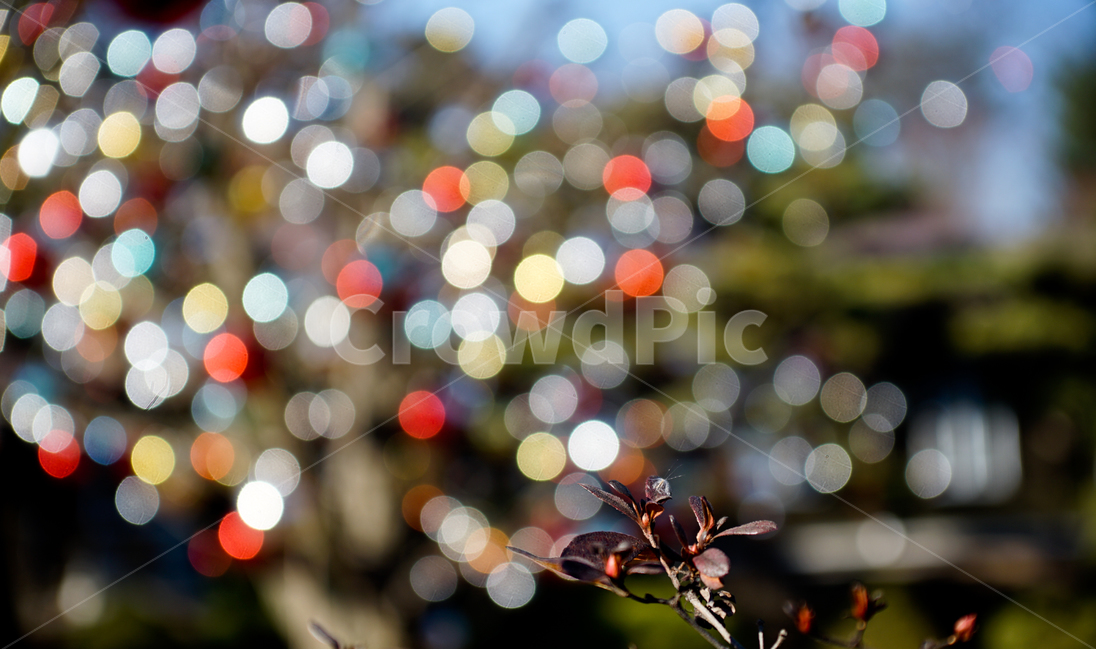 빛,망울,감성,풍경,자연,식물,자연,plants,nature,감성,sensible,feeling