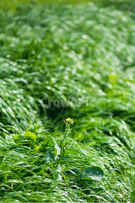 초록,싱그러운,봄,꽃,맑은,식물,자연,plants,nature